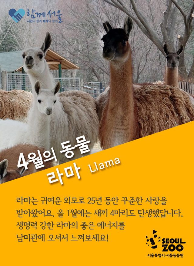 2015_이달의동물_홈피_스맛폰_4월(라마).jpg