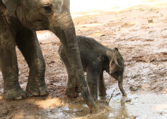 진흙탕에서 코로 장난치며 어미가 진흙을 몸에 발라줌 (물먹는 것 아님) 