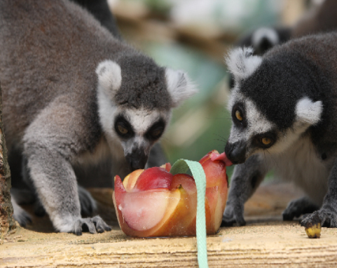 알락꼬리 여우원숭이 과일 얼음 먹는 모습.jpg