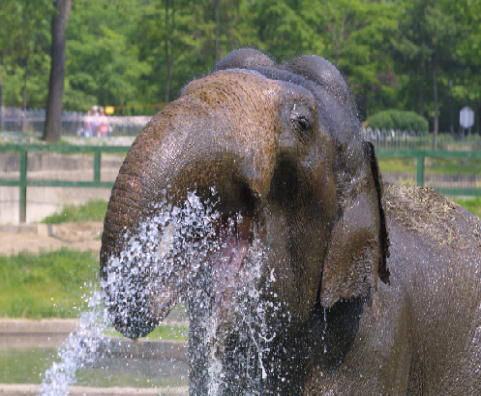 코끼리 샤워모습.jpg