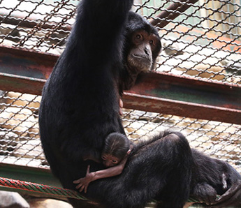 엄마 품에 꼭 붙어 다니는 아기 샤망