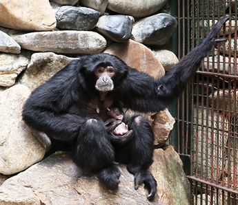 아기 샤망 어미 젖먹는 모습