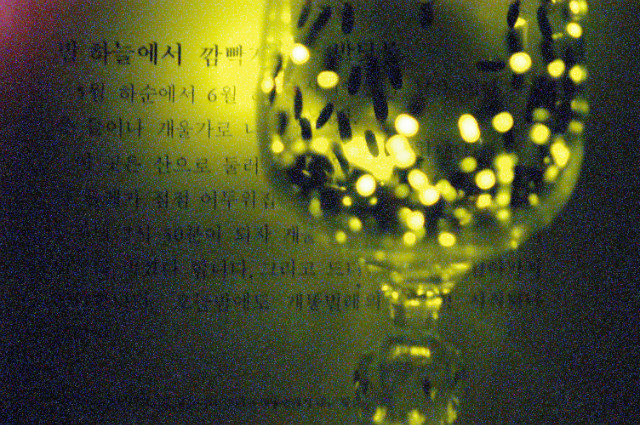 반딧불이 발광 이미지