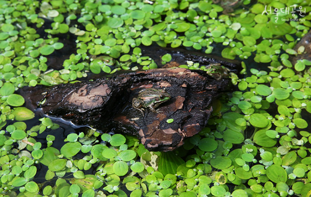 [사진] 금개구리 모습