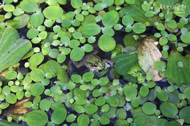[사진] 금개구리 모습