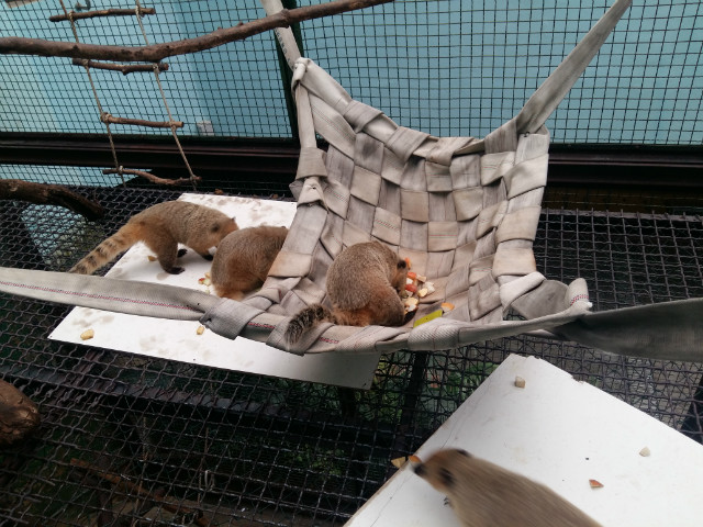 환경풍부화 관련 사진 - 폐소방호스를 이용해 만든 해먹 설치