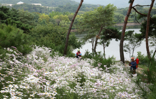 [사진] 구절초 동산 모습