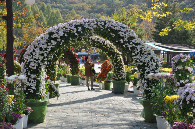 [사진] 국화전시 풍경