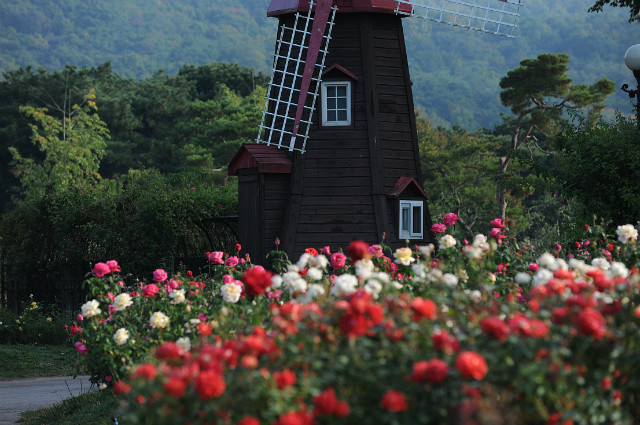 [사진] 테마가든 장미 풍경