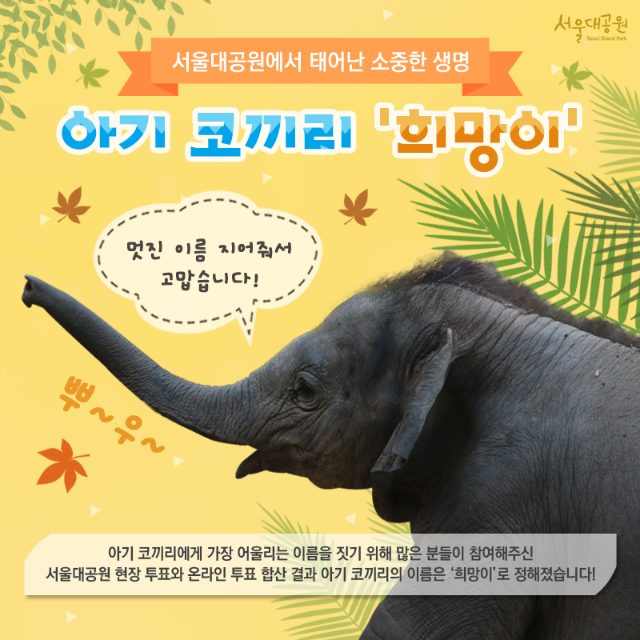 서울대공원에서 태어난 소중한 생명 | 아기 코끼리 '희망이' 멋진 이름 지어줘서 고맙습니다! | 아기 코끼리에게 가장 어루리는 이름을 짓기 위해 많은 분들이 참여해주신 서울대공원 현장투표와 온라인 투표 합산 결과 아기 코끼리의 이름은 '희망이'로 정해졌습니다!