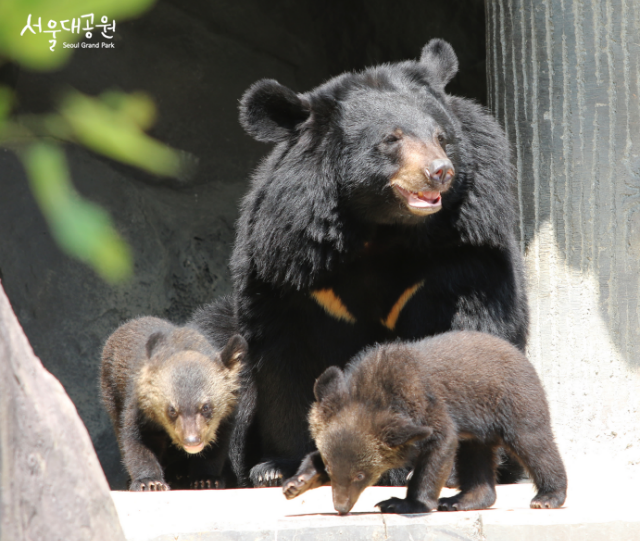 쓰리와 아기곰들의 모습