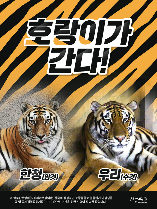 시베리아호라아이 한청(암컷),우리(수컷)가 백두대간수목원으로 이사합니다. 백주산호랑이(시베리아호랑이)는 한국의 상징적인 토종동물로 멸종위기 야생동물1급 및 국제적멸종위기종(CITES 1)으로 보전을 위한 노력이 필요한 종입니다.
