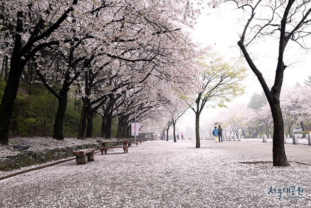 비오는날 벚꽃길 모습