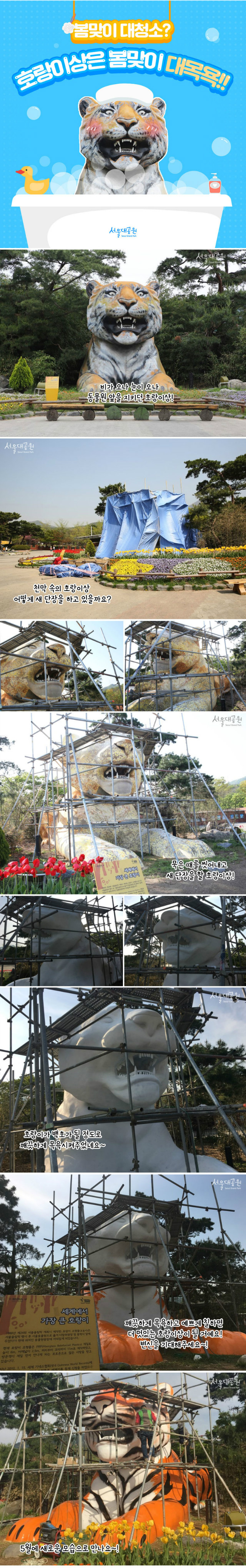 서울동물원 호랑이상은 지금 봄맞이 대변신중! 