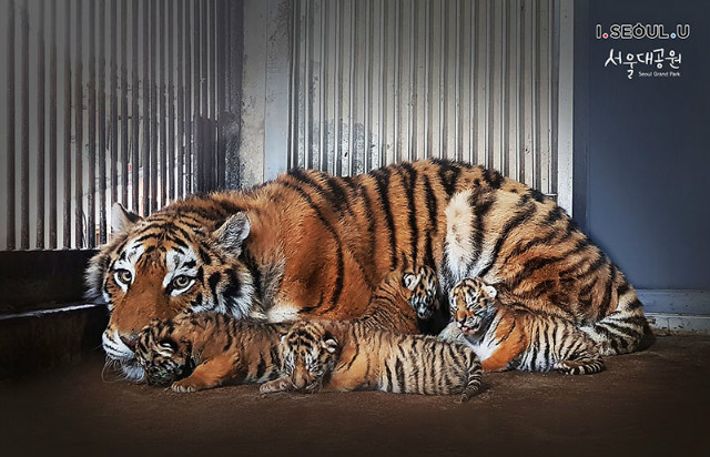 순수혈통 백두산 호랑이(시베리아 호랑이) 새끼호랑이 4마리와 어미 펜자의 모습