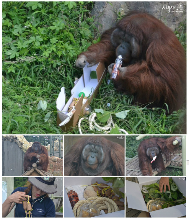 오랑우탄-행동풍부화-모습