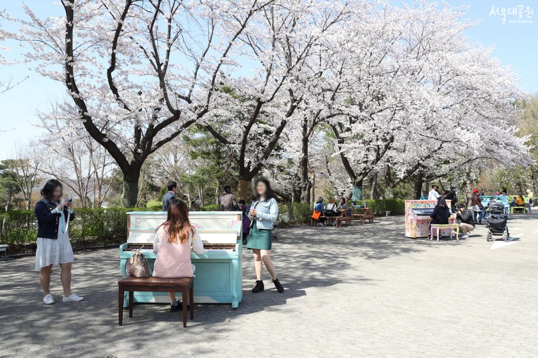 벚꽃길 전경 1. 피아노를 연주하고 이를 촬영하는 시민들