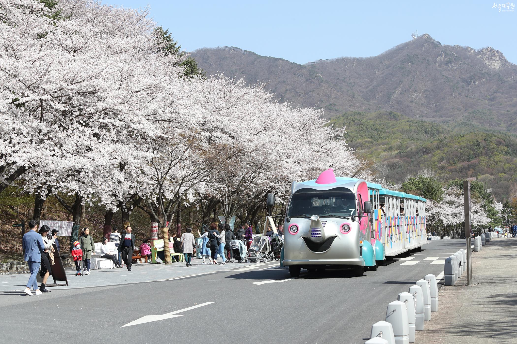 벚꽃길에 코끼리 열차가 지나가고 있다.