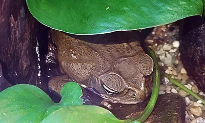 수수두꺼비