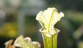 식충식물관 - 사라세니아 이미지