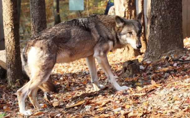 멸종위기동물 늑대 사진