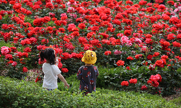 장미원 풍경