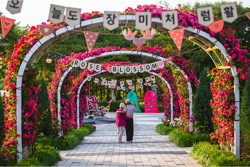 오늘은 우리가 장미처럼 사진