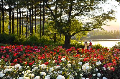 장미원의 은은한 노을 사진