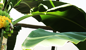 열대1관 - 바나나잎 이미지