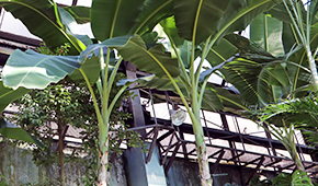 열대1관 - 바나나 나무 이미지