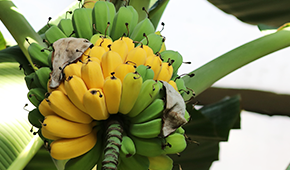 열대1관 - 바나나 열매 이미지