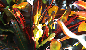 열대2관 - 나선잎크로톤 이미지