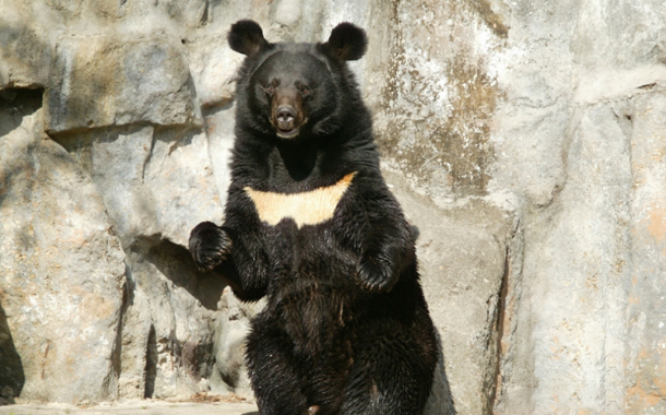 멸종위기동물 반달가슴곰 사진