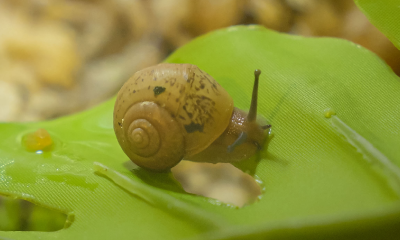 명주달팽이