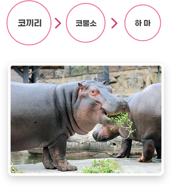 하마의 특징 현존하는 동물 중에서 코끼리, 코뿔소 다음으로 큰 동물이고, 우제목 중에서 제일 무거운 동물