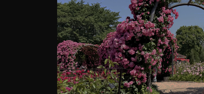 2026 ROSE GARDEN PHOTO CONTEST 주제: 모두의 장미정원 총 28작품 수상작 8점 입선작 20점