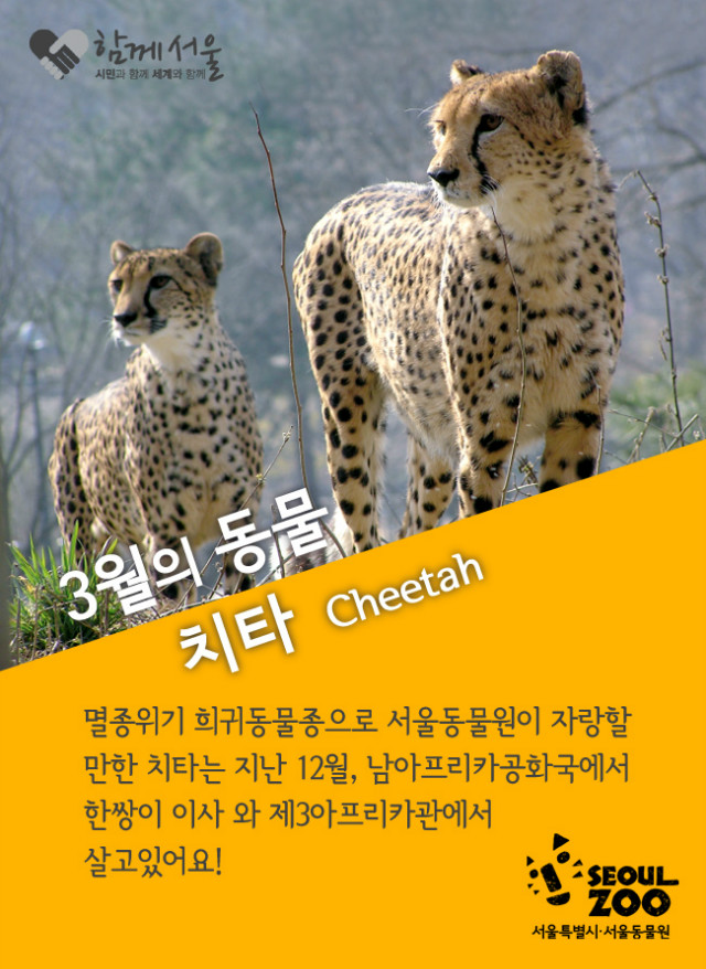 서울대공원_치타.jpg