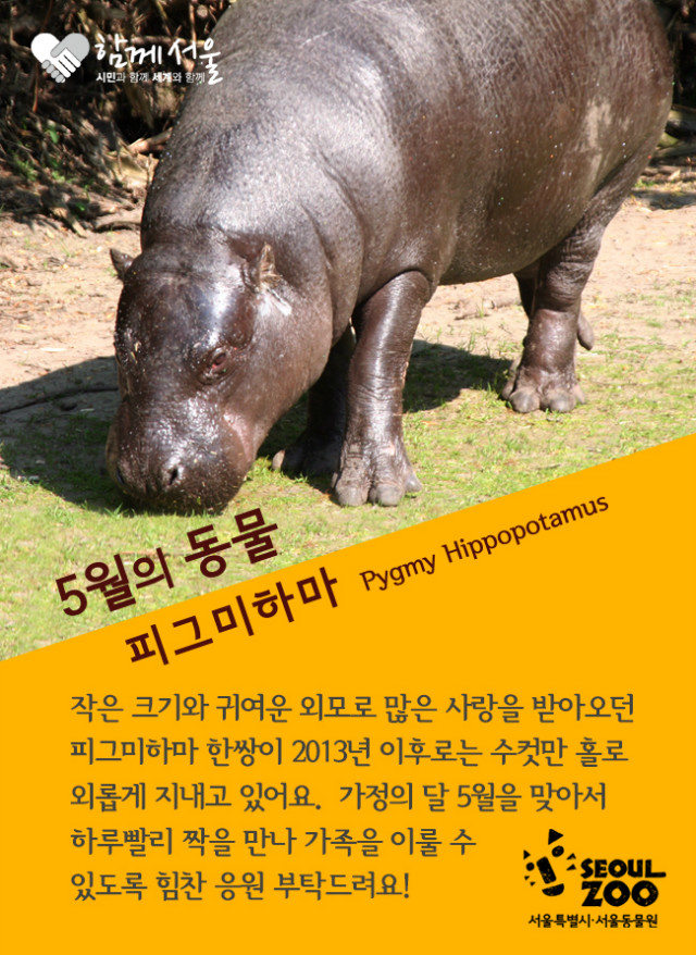 2015 이달의동물 홈페이지 5월(피그미하마).jpg