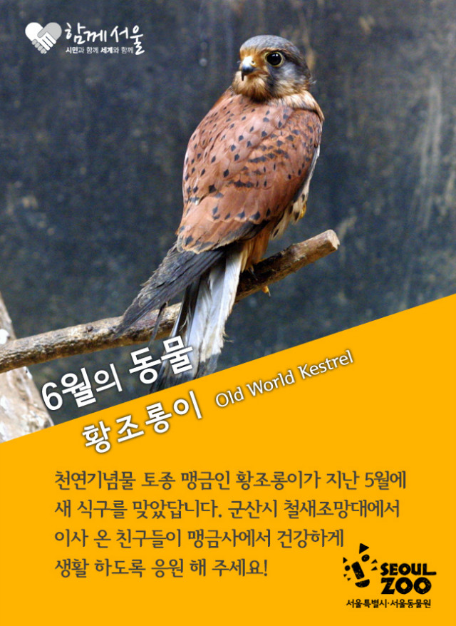 2015 이달의동물 홈피 스맛폰 6월(황조롱이).jpg