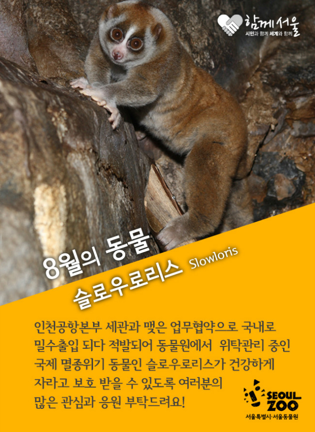 2015 이달의동물 8월 슬로우로리스 Slowloris 인천공항본부 세관과 맺은 업무협약으로 국내로 밀수출입되다 적발되어 동물원에서 위탁관리중인 국제 멸종위기 동물인 슬로우리스가 건강하게 자라고 보호 받을 수 있도록 여러분의 많은 관심과 응원 부탁드려요!