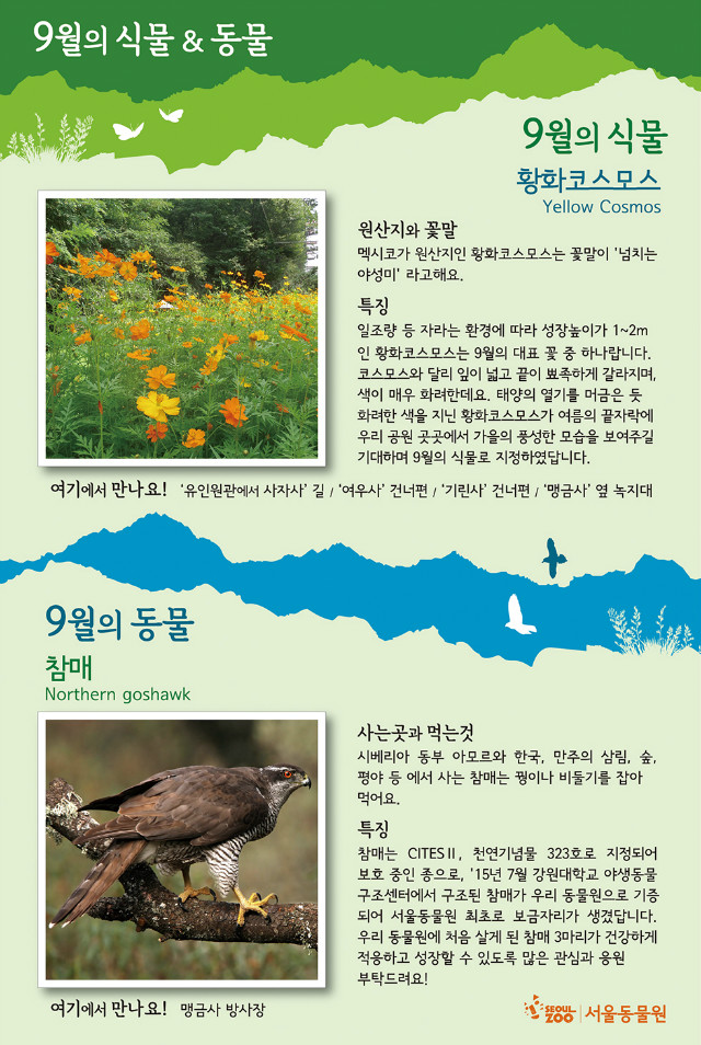9월의식물 황화코스모스 Yellow Cosmos, 원산지와 꽃말 멕시코가 원산지인 황화코스모스는 꽃말이 '넘치는 야성미'라고해요. 일조량 등 자라는 환경에 따라 성장높이가 1~2m인 황화코스모스는 9월의 대표 꽃 중 하나랍니다. 코스모스와 달리 잎이 넓고 끝이 뾰족하게 갈라지며, 색이 매우 화려한데요. 태양의 열기를 머금은 듯 화려한 색을 지닌 황화코스모스가 여름의 끝자락에 우리 공원 곳곳에서 가을의 풍성한 모습을 보여주길 기대하며 9월의 식물로 지정하였답니다. 유인원관에서 사자사길, 여우사건너편, 기린사건너편, 맹금사옆녹지대에서 만나요! 9월의동물 참매 Northern goshawk 사는곳과 먹는것 시베리아 동부 아모르와 한국, 만주의 삼림, 숲, 평야 등에서 사는 참매는 꿩이나 비둘기를 잡아 먹어요. 참매는 CITES II, 천연기념물 323호로 지정되어 보호중인 종으로, '15년7월 강원대학교 야생동물 구조센터에서 구조된 참매가 우리 동물원으로 기증되어 서울동물원 최초로 보금자리가 생겼답니다. 우리 동뭉원에 처음 살게 된 참매 3마리가 건강하게 적응하고 성장할 수 있도록 많은 관심과 응원 부탁드려요! 맹금사 방사장에서 만나요!'