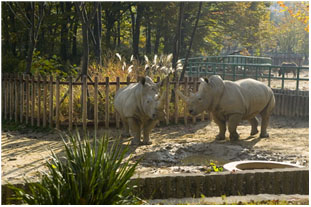 흰코뿔소사진2.jpg