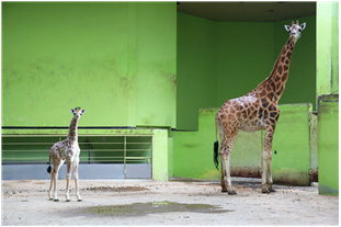 어미 ‘환희’와 함께 내실에 있는 ‘엘사’ 사진.jpg
