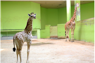 어미 ‘환희’와 함께 내실에 있는 ‘엘사’ 사진.jpg