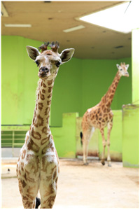 어미 ‘환희’와 함께 내실에 있는 ‘엘사’ 사진.jpg