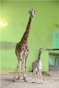 어미 ‘환희’와 함께 내실에 있는 ‘엘사’ 사진.jpg