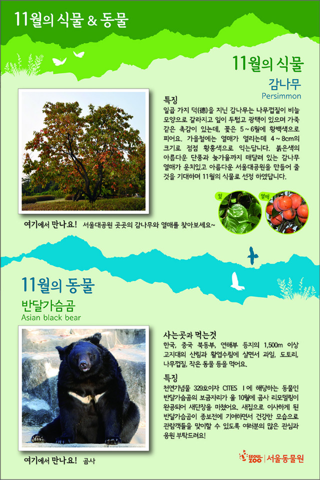 11월의 식물 감나무(Persimmon), 일곱 가지 덕(德)을 지닌 감나무는 나무껍질이 비늘모양으로 갈라지고 잎이 두텁고 광택이 있으며 가죽 같은 촉감이 있는데, 꽃은 5 ~ 6월에 황백색으로 피어요. 가을철에는 열매가 열리는데 4 ~ 8cm의 크기로 점점 황홍색으로 익는답니다. 붉은색의 아름다운 단풍과 늦가을까지 매달려 있는 감나무 열매가 운치있고 아름다운 서울대공원을 만들어 줄 것을 기대하며 11월의 식물로 선정 하였답니다. 11월의 동물 반달가슴곰(Asian black bear), 한국, 중국 북동부, 연해부 등지의 1,500m 이상 고지대의 산림과 활엽수림에 살면서 과일, 도토리, 나무껍질, 작은 동물 등을 먹어요. 천연기념물 329호이자 CITES Ⅰ에 해당하는 동물인 반달가슴곰의 보금자리가 올 10월에 곰사 리모델링이 완공되어 새단장을 마쳤어요. 새집으로 이사하게 된 반달가슴곰이 종보전에 기여하면서 건강한 모습으로 관람객들을 맞이할 수 있도록 여러분의 많은 관심과 응원 부탁드려요! 