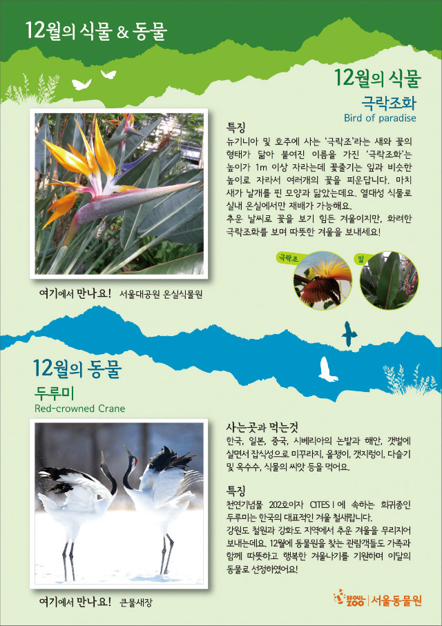 12월의 식물은 극락조화 Bird of paradise 입니다. 특징은 뉴기니아 및 호주에 사는 ‘극락조’라는 새와 꽃의 형태가 닮아 붙여진 이름을 가진 ‘극락조화’는 높이가 1m 이상 자라는데 꽃줄기는 잎과 비슷한 높이로 자라서 여러개의 꽃을 피운답니다. 마치 새가 날개를 핀 모양과 닮았는데요. 열대성 식물로 실내 온실에서만 재배가 가능해요. 추운 날씨로 꽃을 보기 힘든 겨울이지만, 화려한 극락조화를 보며 따뜻한 겨울을 보내세요! 12월의 동물은 두루미 Red-crowned Crane 입니다. 사는곳과 먹는것은 한국, 일본, 중국, 시베리아의 논밭과 해안, 갯벌에 살면서 잡식성으로 미꾸라지, 올챙이, 갯지렁이, 다슬기 및 옥수수, 식물의 씨앗 등을 먹어요. 특징은 천연기념물 202호이자 CITESⅠ에 속하는 희귀종인 두루미는 한국의 대표적인 겨울 철새랍니다. 강원도 철원과 강화도 지역에서 추운 겨울을 무리지어 보내는데요. 12월에 동물원을 찾는 관람객들도 가족과 함께 따뜻하고 행복한 겨울나기를 기원하며 이달의 동물로 선정하였어요!