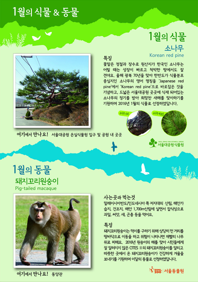 1월의 식물, 소나무(Korean red pine), 꽃말은 정절과 장수로 원산지가 한국인 소나무는 어릴 때는 성장이 빠르고 척박한 땅에서도 잘 견뎌요. 올해 광복 70년을 맞아 한반도가 식물분포 중심지인 소나무의 영어 명칭을 ‘Japanese red pine’에서 ‘Korean red pine’으로 바로잡은 것을 기념하고, 드넓은 서울대공원 곳곳에 식재 되어있는 소나무의 정기를 받아 희망찬 새해를 맞이하기를 기원하며 2016년 1월의 식물로 선정하였답니다. 1월의 동물, 돼지꼬리원숭이(Pig-tailed macaque), 사는곳과 먹는것은 말레이시아반도/인도네시아 쪽 저지대의 산림, 해안가 습지, 건조지, 해안 1,700m산림에 살면서 잡식성으로 과일, 씨앗, 새, 곤충 등을 먹어요. 특징은 돼지꼬리원숭이는 먹이를 구하기 위해 상당히 먼 거리를 땅바닥으로 이동을 하고 위험이 나타나면 재빨리 나무 위로 피해요. 2016년 원숭이의 해를 맞아 시민들에게 잘 알려지지 않은 CITES Ⅱ의 돼지꼬리원숭이를 알리고 따뜻한 곳에서 온 돼지꼬리원숭이가 건강하게 겨울을 보내기를 기원하며 이달의 동물로 선정하였답니다.