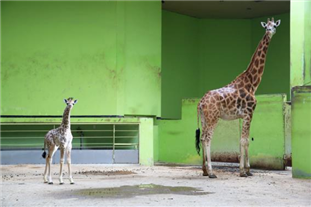 어미 ‘환희’와 함께 내실에 있는 ‘엘사’